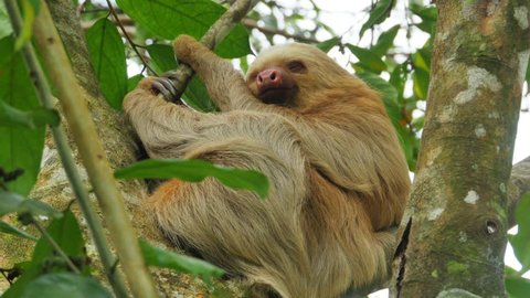 close up of sloth sleeping on a branch costa rica