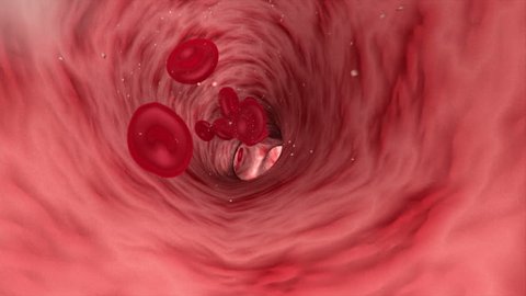 Red blood cells erythrocytes platelets thrombocytes and other particles interior of arterial or capillary blood  vessel showing pulsating blood flow in 3D CG human animal anatomy model animation