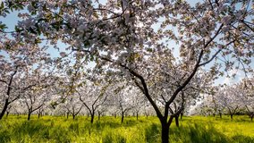 Fantastic apple orchard the blooming in springtime. Fruit tree in april. Picturesque and gorgeous day scene. Location place Ukraine, Europe. Beauty world. Time lapse clip, interval shooting video.