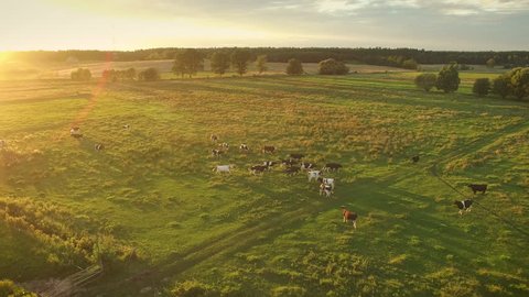 Aerial Shot of a Cows Grazing on a Beautiful Meadow. It's Warm and Sunny Day. Shot on Phantom 4K UHD Camera.