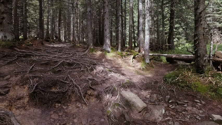 Ukraine. The Mountain Goverla. Pine trees on a steep mountain slope and forest river.