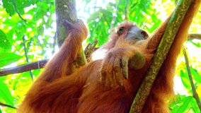 Zooming video of orangutan female in tropical rainforest relaxing on tree. Animals in wild. Sumatra, Indonesia