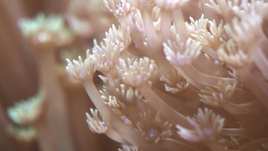 White soft coral swaying underwater