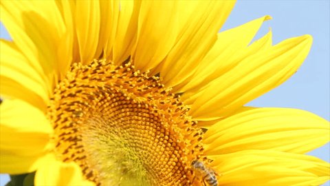bee on sunflower 