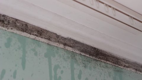 Black mold growth in building. Cleanup and removal. The effective way to clean mold is to use detergent solutions which physically remove mold
