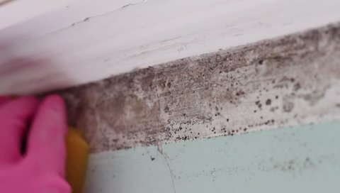 Toxic Black Mold (Stachybotrys) infestation. Kitchen and Bathroom Mold. Removal of mold from surfaces by wiping or scrubbing with water and a detergent