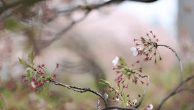 Depth of field video of Japanese Sakura blossoms in late bloom in Tokyo, Japan