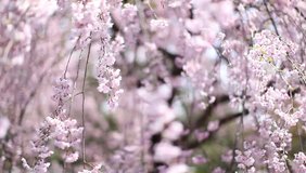 Depth of field video of Japanese Sakura blossoms in full bloom in Tokyo, Japan