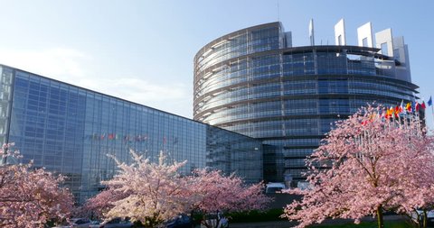 Cherry blossom sakura tree in bloom on a warm spring day with all European Union flags waving peacefully in front of the European Parliament in Strasbourg, France reflection in glass fa\xE7ade