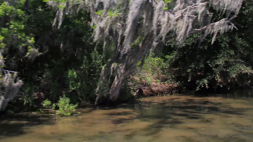 Bayou Swamp 1. Drifting through a swampy bayou in Louisiana near New Orleans.