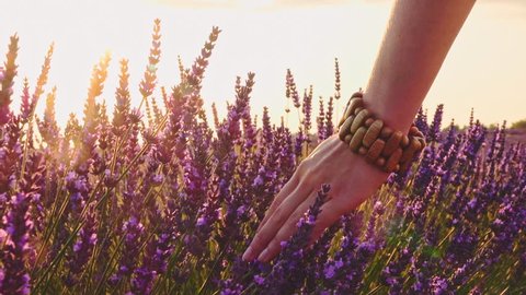 Close-up of woman's hand running through lavender field. Stabilized shot SLOW MOTION 120 fps. Girl's hand touching purple lavender flowers. Plateau du Valensole, Provence, South France, Europe.