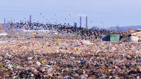 Flock of scavenging birds on a landfill site with piles of garbage.