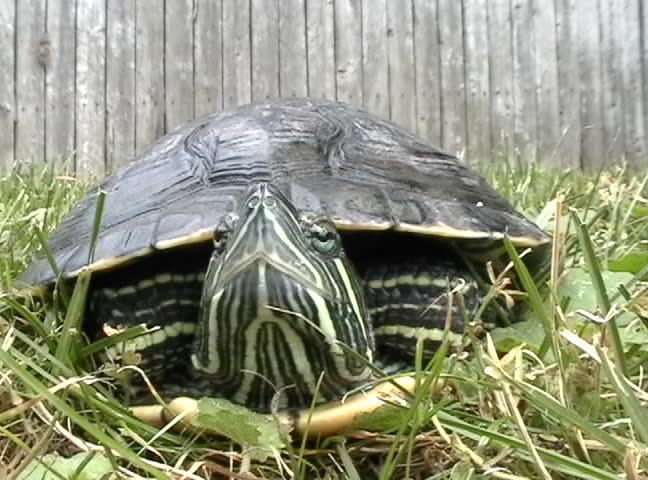 Footage clip of a red eared slider turtle slowly looking around and then walking off the screen