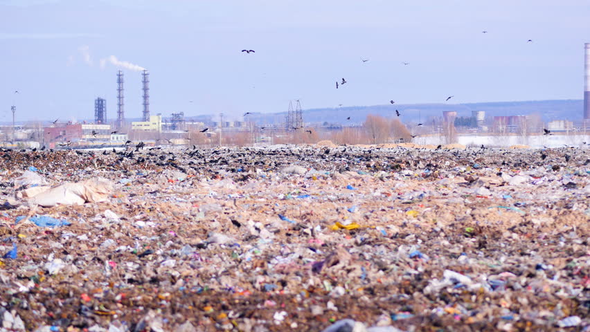 A flock of birds takes off a city dump, landill. Industrial plant on a background. | Shutterstock HD Video #24819728