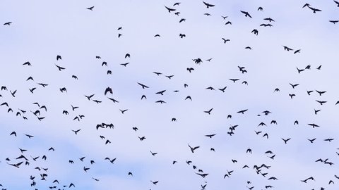 4K. Flock of birds, crows swarming against a blue sky with clouds.