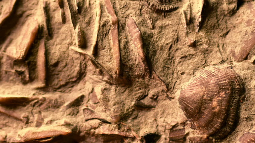 Fossil Close Up 4K UHD