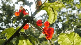 Tilting on healthy fruit  shrub with redcurrant berries close-up 4K 2160p 30fps UltraHD footage - Shallow DOF rubin red color of Ribes rubrum plant slow tilt  3840X2160 UHD video