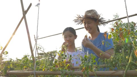 4K : Happy Asian girl and her mother picking tomatoes together in the farm