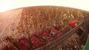Cabin view of sunflower harvesting. Gimbal stock video.