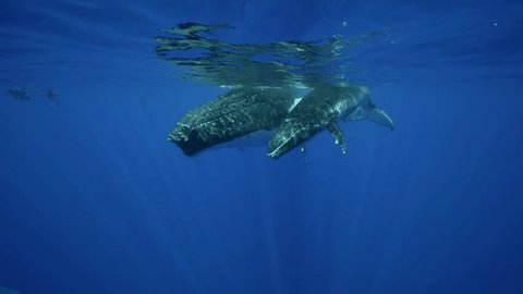 Humpback whales, mother and calf in clear water around the island of Tahiti