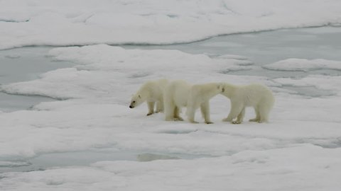 Female polar bear with two cubs.