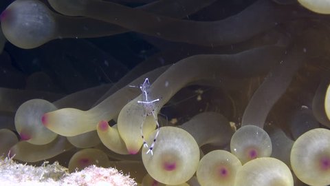 Shrimp cleaner and clownfish in anemone underwater in Red sea. Swimming in world of colorful beautiful wildlife of reefs and algae. Inhabitants in search of food. Abyssal diving.