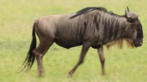 A WILD Blue Wildebeest (Connochaetes taurinus) Walking Slowly and Watchfully in the Masai Mara Reserve in Kenya, Africa. This is often a show of fitness to stalking predators. Stockvideo