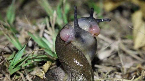 Two Slugs Engage in Courtship Dance in Uganda, Africa. The slugs are hermaphrodites and continuously intertwine each other in order to complete fertilization. Interesting and gross behaviour!
