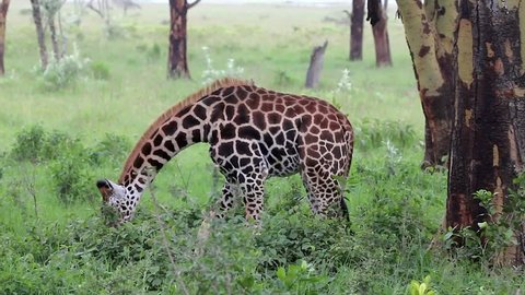 A WILD Baby extremely ENDANGERED Rothschild Giraffe (Giraffa camelopardalis rothschildi) Feeding at Lake Nakuru, Kenya, Africa. There are only a few hundred of these giraffes left in the wild!