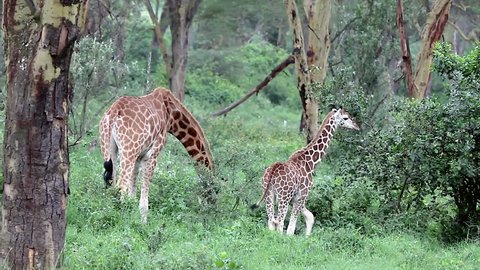 A WILD Mother and Baby extremely ENDANGERED Rothschild Giraffe (Giraffa camelopardalis rothschildi) at Lake Nakuru, Kenya, Africa. There are only a few hundred of these giraffes left in the wild!