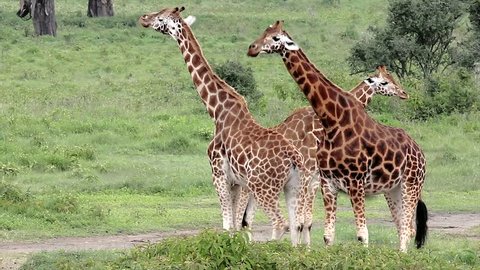 A WILD group of extremely ENDANGERED Rothschild Giraffe (Giraffa camelopardalis rothschildi) at Lake Nakuru, Kenya, Africa. There are only a few hundred of these giraffes left in the wild!