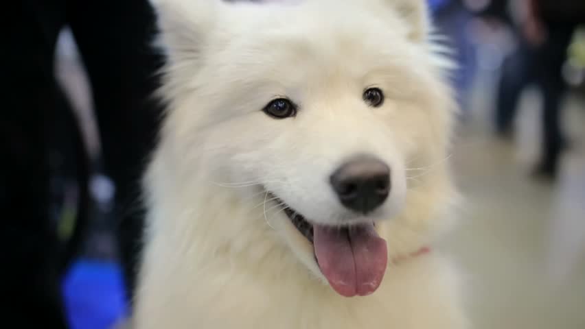white chow dog