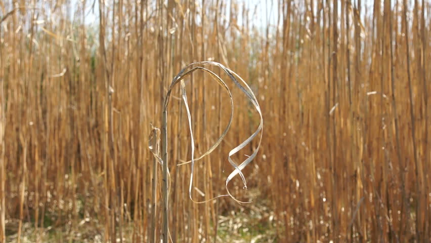 Dry Elephant Grass dancing with the wind