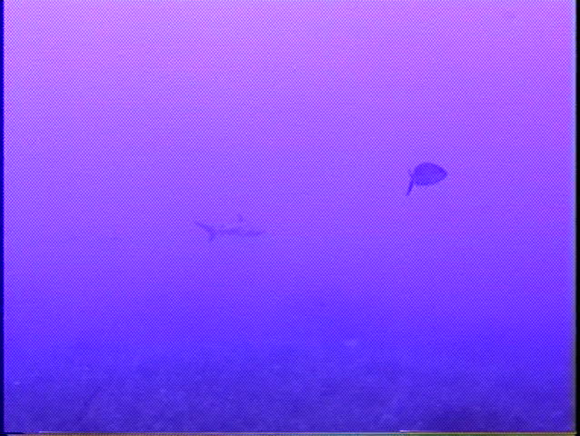 Black Tip Reef Shark