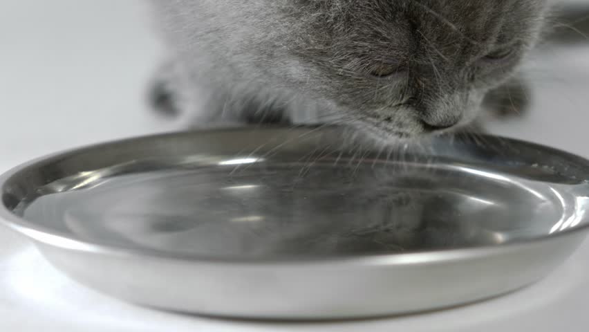 Small gray cute isolated kitten scottish fold is drinking clear water from a metal cat bowl on white background. Slow motion 120fps. close shot Royalty-Free Stock Footage #24850601