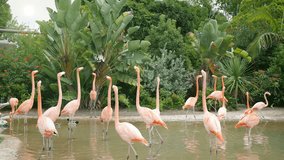 High quality video of flamingos in 4K