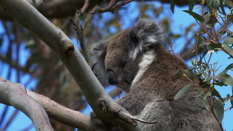 a close up of a koala sleeping in a tree at cape otway on the great ocean road in victoria, australia