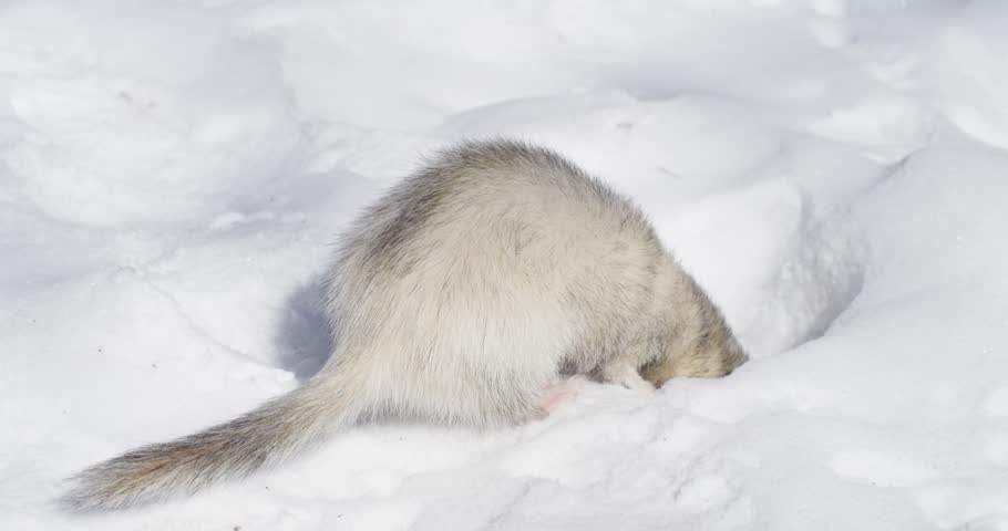ferret digging in the snow 4k