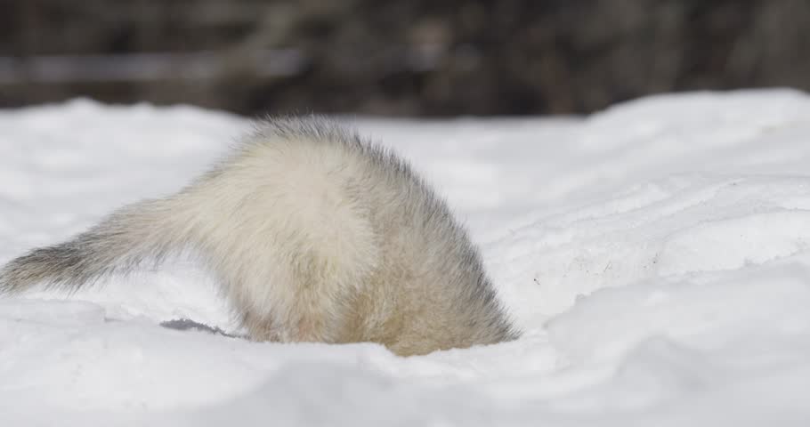 ferret plays in the snow low angle slow motion 4k