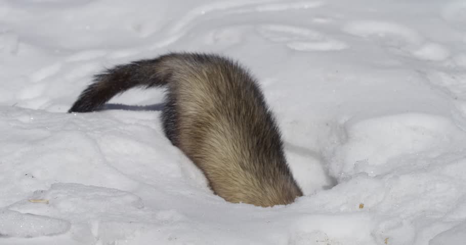 ferret playing inside snow hole 4k slow motion