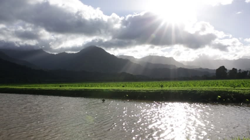 Pan across Hawaiian taro root pond
