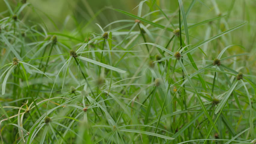 three-ways green grass flower before summer: стоковое видео (без лицензионн...
