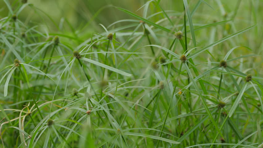 Video Stok three-ways green grass flower before summer (100% Tanpa Royalti)...