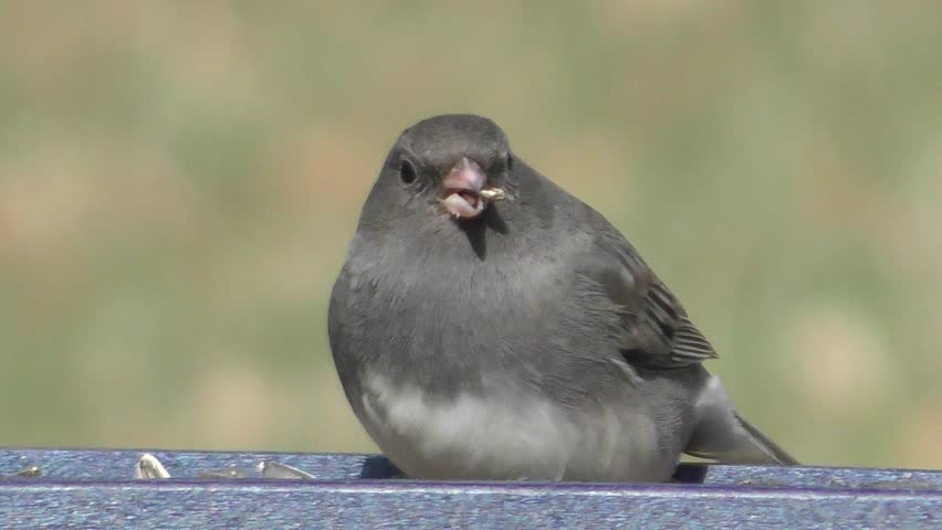 Dark-eyed Junco (junco hyemalis) on a feeder
