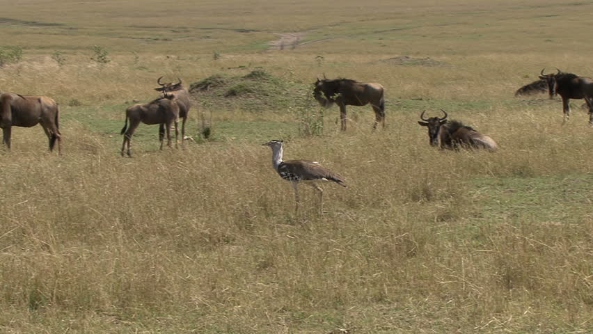 A Cory Bastard walks among a resting herd of wildebeest in the Masai Mara,