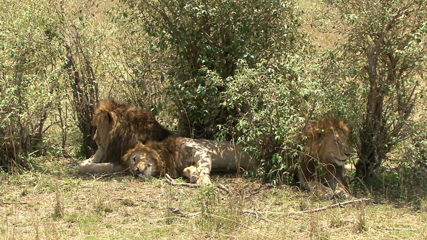 Three mature lion brothers lay in the sunlit bush at Masai Mara in Kenya,