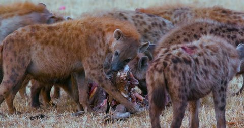 Spotted Hyenas With Kill; Maasai Mara Kenya Africa