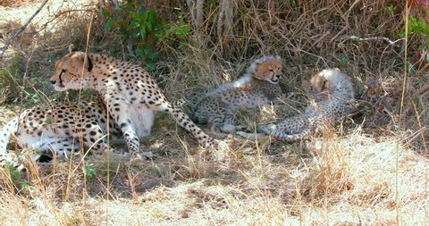 Female Cheetah & Cubs Observing; Maasai Mara Kenya Africa