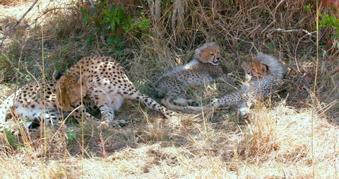 Female Cheetah & Cubs; Maasai Mara Kenya Africa