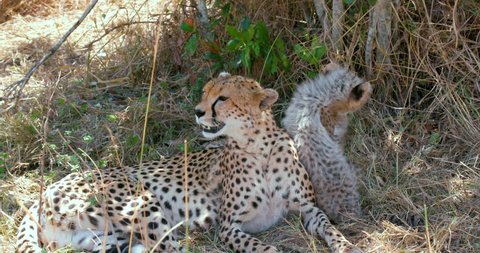 Female Cheetah & Cubs Playing; Maasai Mara Kenya Africa